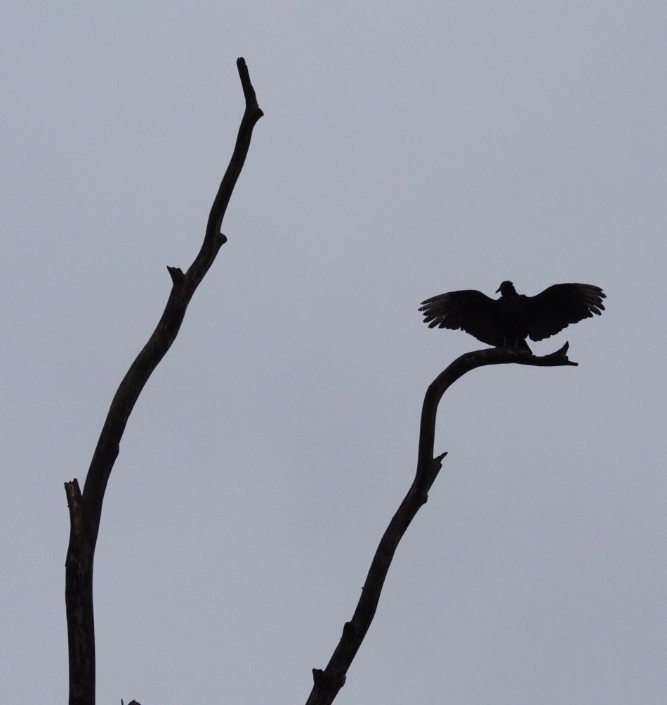Black vulture